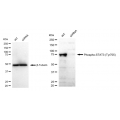 KD-Validated Phospho-STAT3 (Tyr705) Rabbit mAb (20 μl)