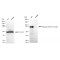 KD-Validated Phospho-STAT3 (Tyr705) Rabbit mAb (20 μl)