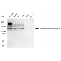 KD-Validated TRIM24 Rabbit mAb (20 μl)