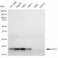 KD-Validated UFC1 Rabbit mAb (20 μl)