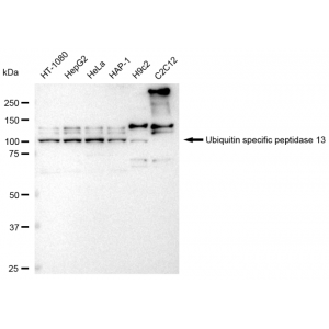 KD-Validated USP13 Rabbit mAb (20 μl)