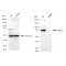 KD-Validated VPS35 Rabbit mAb (20 μl)