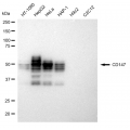 KD-Validated CD147 Rabbit mAb (20 μl)