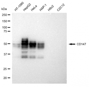 KD-Validated CD147 Rabbit mAb (20 μl)