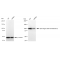 KD-Validated ZHX2 Rabbit mAb (20 μl)