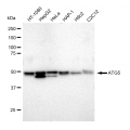 KD-Validated ATG5 Rabbit mAb (20 μl)