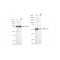 KD-Validated ATG5 Rabbit mAb (20 μl)
