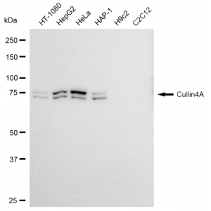 KD-Validated Cullin4A Rabbit mAb (20 μl)