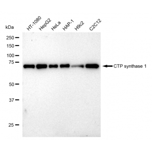 KD-Validated CTPS1 Rabbit mAb (20 μl)
