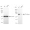 KD-Validated CTPS1 Rabbit mAb (20 μl)