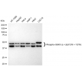 KD-Validated Phospho-GSK3A (Y216 + Y279) Rabbit mAb (20 μl)
