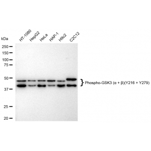 KD-Validated Phospho-GSK3A (Y216 + Y279) Rabbit mAb (20 μl)