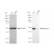 KD-Validated CASP9 Rabbit mAb (20 μl)