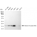 KD-Validated Histone H3 (acetyl K56) Rabbit mAb (20 μl)