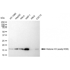 KD-Validated Histone H3 (acetyl K56) Rabbit mAb (20 μl)