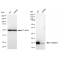 KD-Validated CST3 Rabbit mAb (20 μl)