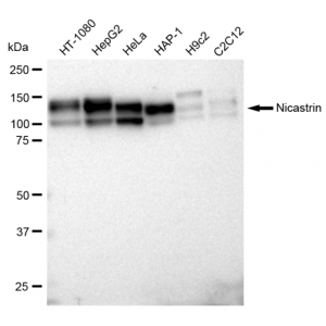 KD-Validated Nicastrin Rabbit mAb (20 μl)