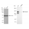 KD-Validated Nicastrin Rabbit mAb (20 μl)