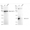 KD-Validated HAUS7 Rabbit mAb (20 μl)