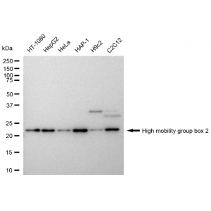 KD-Validated HMGB2 Rabbit mAb (20 μl)