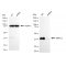 KD-Validated ERK1/2 Rabbit mAb (20 μl)