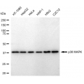 KD-Validated p38 MAPK Rabbit mAb (20 μl)