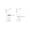 KD-Validated p38 MAPK Rabbit mAb (20 μl)