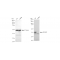 KD-Validated p38 MAPK Rabbit mAb (20 μl)