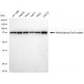 KD-Validated MMUT Rabbit mAb (20 μl)