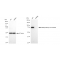 KD-Validated MMUT Rabbit mAb (20 μl)