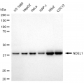 KD-Validated NDEL1 Rabbit mAb (20 μl)