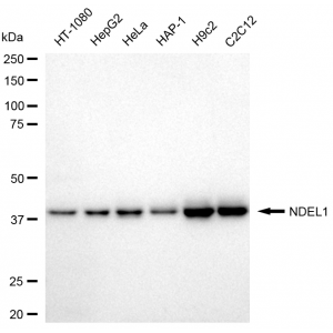 KD-Validated NDEL1 Rabbit mAb (20 μl)