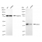 KD-Validated NDEL1 Rabbit mAb (20 μl)