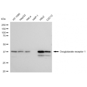 KD-Validated OXGR1 Rabbit mAb (20 μl)