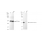 KD-Validated OXGR1 Rabbit mAb (20 μl)