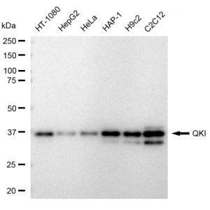 KD-Validated QKI Rabbit mAb (20 μl)