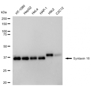 KD-Validated STX16 Rabbit mAb (20 μl)