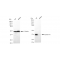 KD-Validated STX16 Rabbit mAb (20 μl)