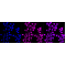 KD-Validated Nesprin3 Rabbit mAb (20 μl)