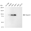 KD-Validated Nesprin3 Rabbit mAb (20 μl)