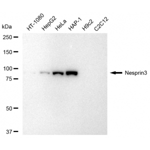 KD-Validated Nesprin3 Rabbit mAb (20 μl)