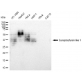 KD-Validated SYPL1 Rabbit mAb (20 μl)