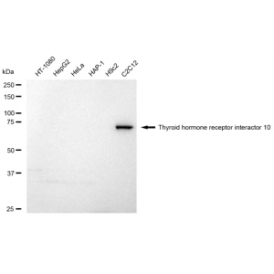 KD-Validated TRIP10 Rabbit mAb (20 μl)