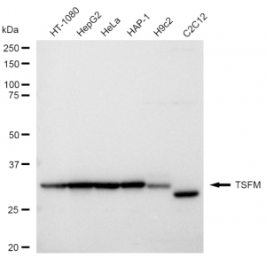 KD-Validated TSFM Rabbit mAb (20 μl)