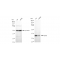 KD-Validated TSFM Rabbit mAb (20 μl)