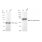 KD-Validated WDR1 Rabbit mAb (20 μl)