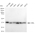 KD-Validated CRKL Rabbit mAb (20 μl)