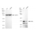 KD-Validated CRKL Rabbit mAb (20 μl)