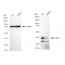 KD-Validated CRKL Rabbit mAb (20 μl)