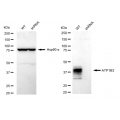 KD-Validated ATP1B3 Rabbit mAb (20 μl)